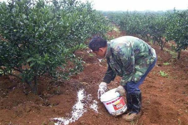 对绿色果品施肥的原则，以有机肥为基础、不用或少用化学肥料