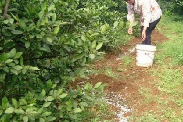 对绿色果品施肥的原则，以有机肥为基础、不用或少用化学肥料