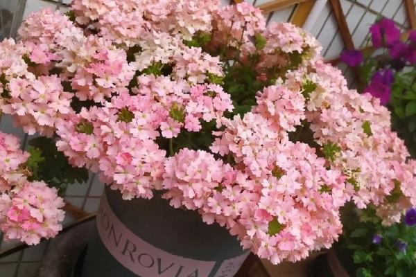 美女樱的盆栽技术，生长期每月需追施稀薄的液肥