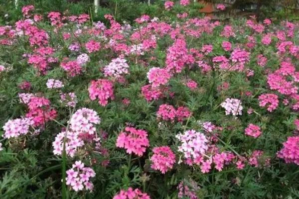 美女樱的盆栽技术，生长期每月需追施稀薄的液肥