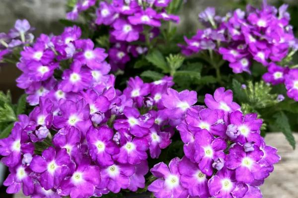 美女樱的盆栽技术，生长期每月需追施稀薄的液肥