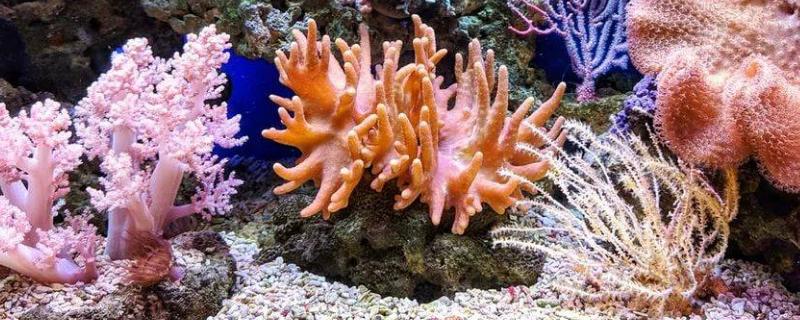 珊瑚的简介