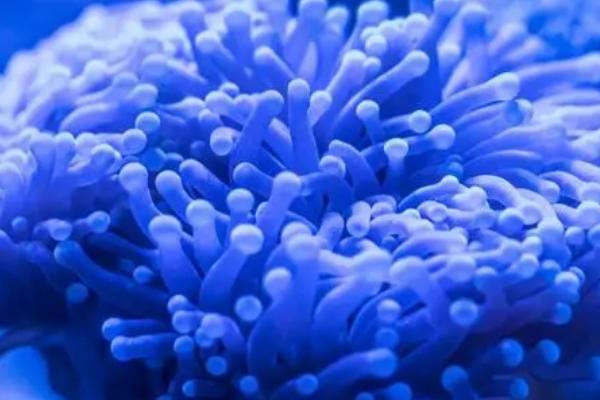 珊瑚的简介，属于低等的无脊椎动物