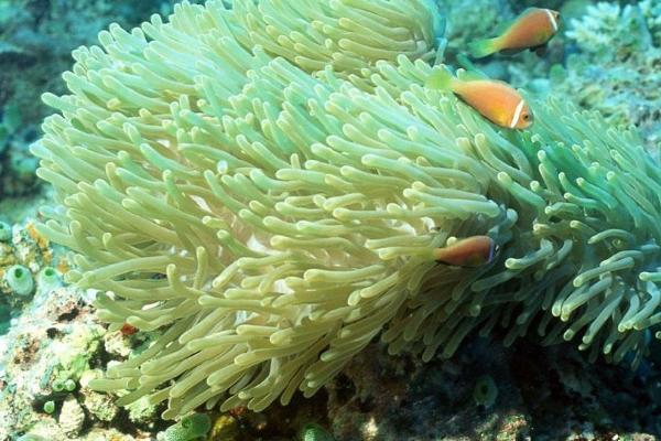 珊瑚的简介，属于低等的无脊椎动物