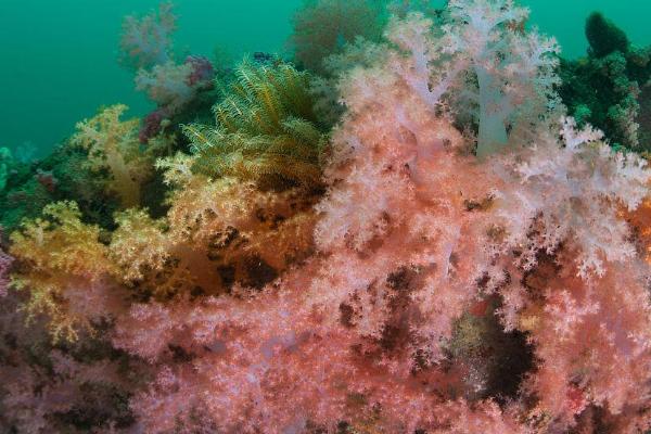 珊瑚的简介，属于低等的无脊椎动物