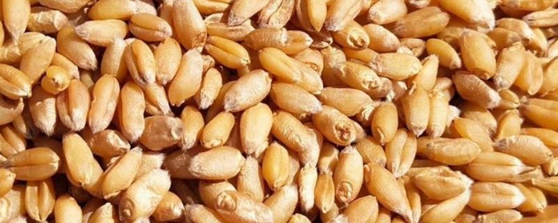 小麦种子高纯度繁育方法