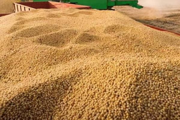 小麦种子高纯度繁育方法，按这六步走