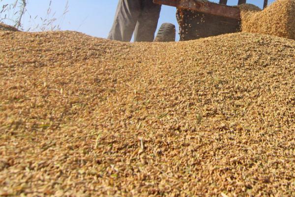 小麦种子高纯度繁育方法，按这六步走