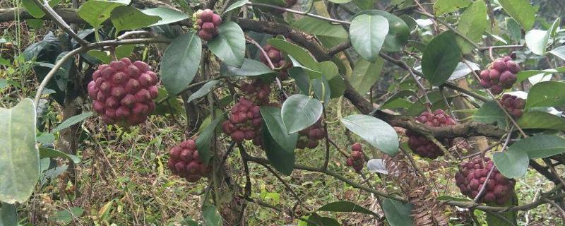 黑老虎种植销路