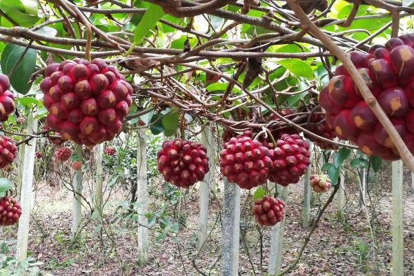 黑老虎种植销路，果实可作化妆品且嫩芽可作茶叶