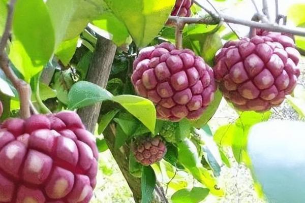 黑老虎种植销路，果实可作化妆品且嫩芽可作茶叶