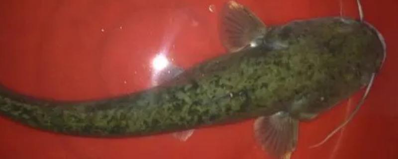 鲇鱼和鲶鱼是一样的吗