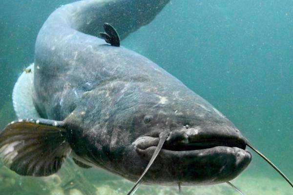 鲇鱼和鲶鱼是一样的吗，是同一物种