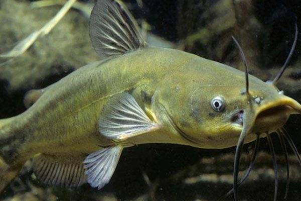 鲇鱼和鲶鱼是一样的吗，是同一物种