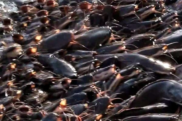 鲇鱼和鲶鱼是一样的吗，是同一物种