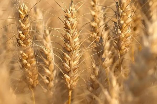 小麦的生长周期，与小麦的品种有关