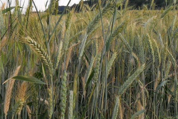 小麦的生长周期，与小麦的品种有关