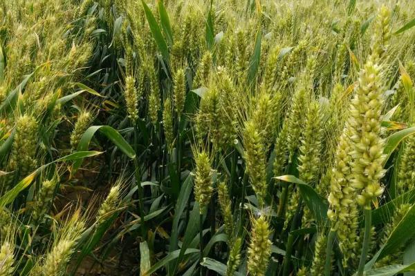 小麦的生长周期，与小麦的品种有关