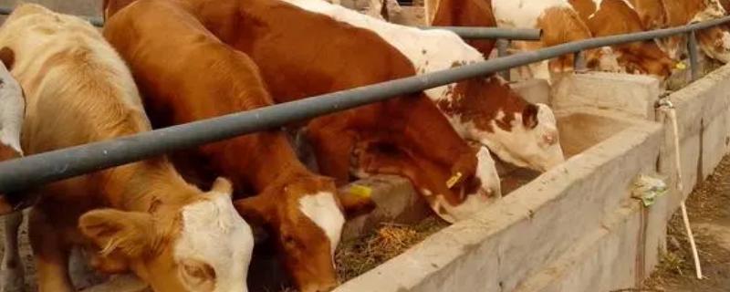 黄牛的养殖方法