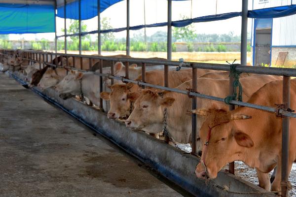 黄牛的养殖方法，每天要为其提供三次饲料