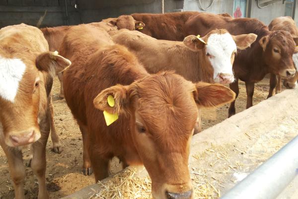 黄牛的养殖方法，每天要为其提供三次饲料