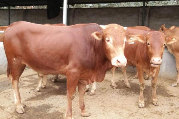 黄牛的养殖方法，每天要为其提供三次饲料