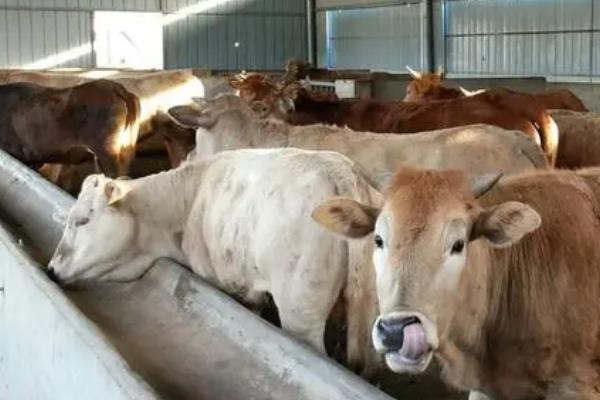 黄牛的养殖方法，每天要为其提供三次饲料