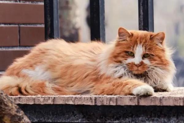 猫绦虫严重吗，比较严重但通常无特征性临床症状