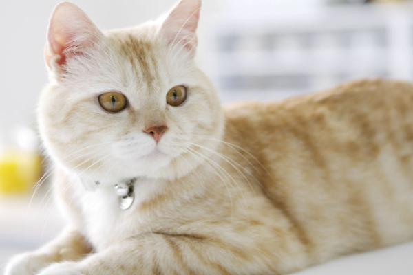 猫绦虫严重吗，比较严重但通常无特征性临床症状