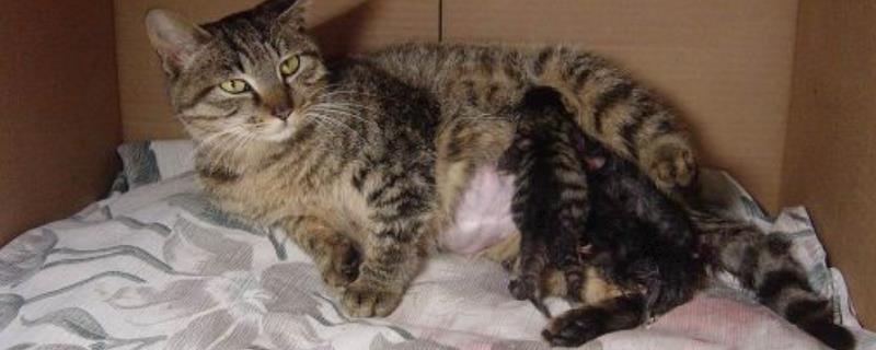 怎么给猫咪助产