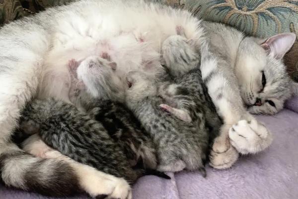 怎么给猫咪助产，出现宫缩后可以轻轻抚摸其腹部