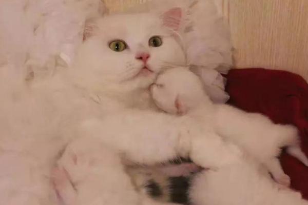 怎么给猫咪助产，出现宫缩后可以轻轻抚摸其腹部