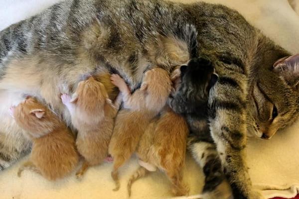 怎么给猫咪助产，出现宫缩后可以轻轻抚摸其腹部