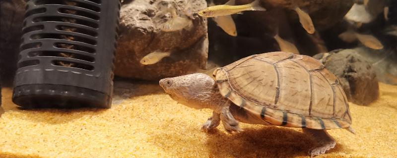 麝香龟需要晒台吗
