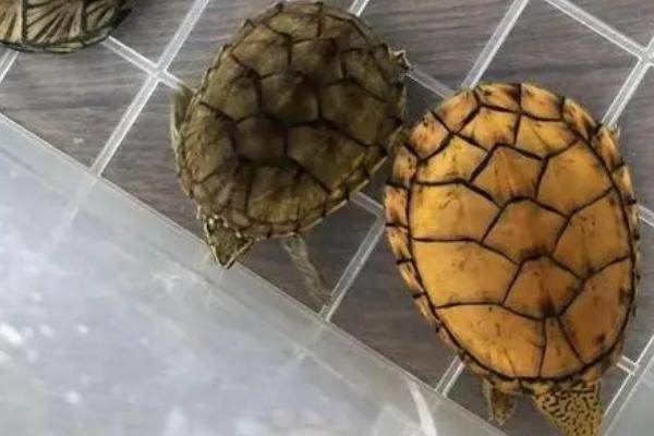 麝香龟需要晒台吗，空间充足可给其准备大一点的晒台