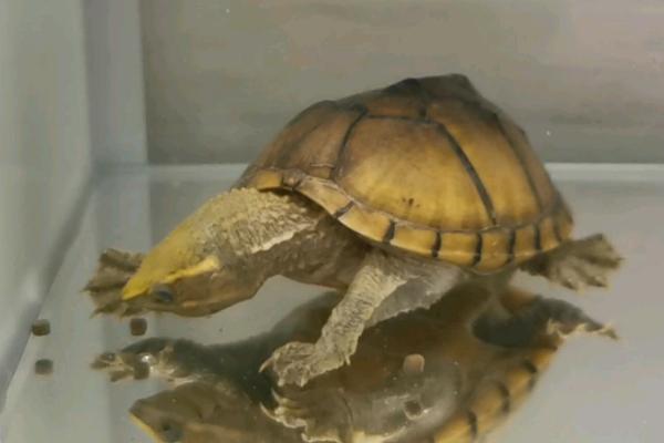 麝香龟需要晒台吗，空间充足可给其准备大一点的晒台