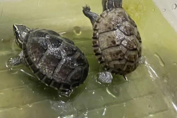 麝香龟需要晒台吗，空间充足可给其准备大一点的晒台