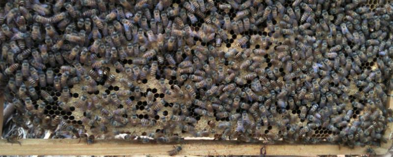 中蜂没有蜂王还能养吗