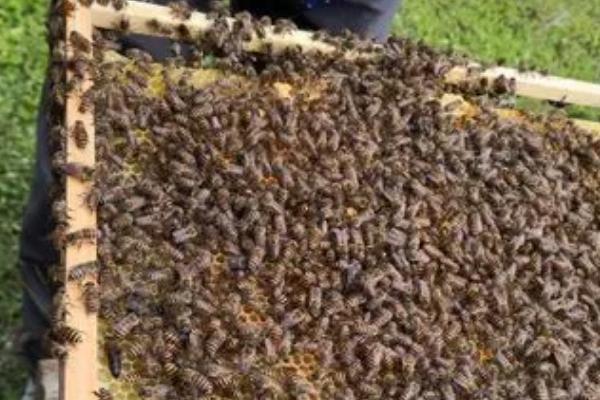 中蜂没有蜂王还能养吗，长期没有蜂王就不能养了