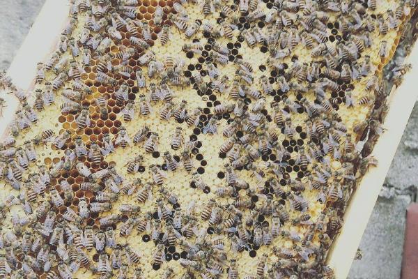 中蜂没有蜂王还能养吗，长期没有蜂王就不能养了