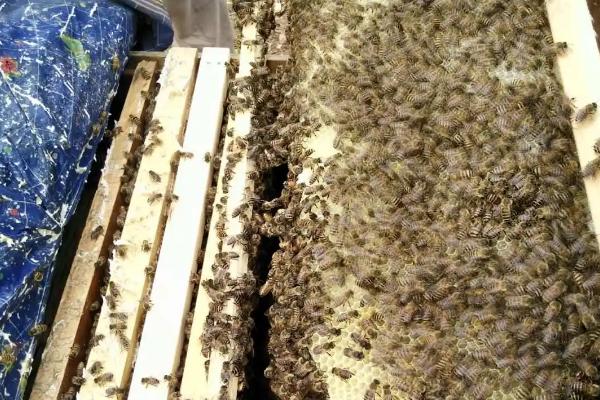 中蜂没有蜂王还能养吗，长期没有蜂王就不能养了