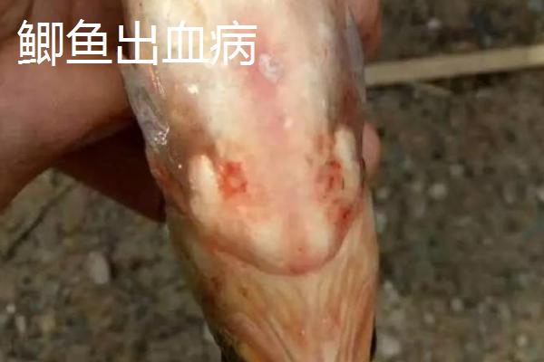 鲫鱼出血病和鳃出血如何区分，患有出血病时鱼体各个部位均会出血