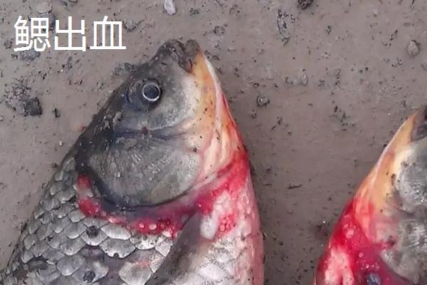 鲫鱼出血病和鳃出血如何区分，患有出血病时鱼体各个部位均会出血