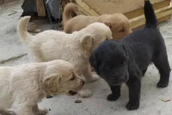 土狗要驱虫吗,既要体外驱虫又要体内驱虫