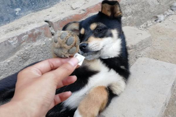 土狗要驱虫吗,既要体外驱虫又要体内驱虫