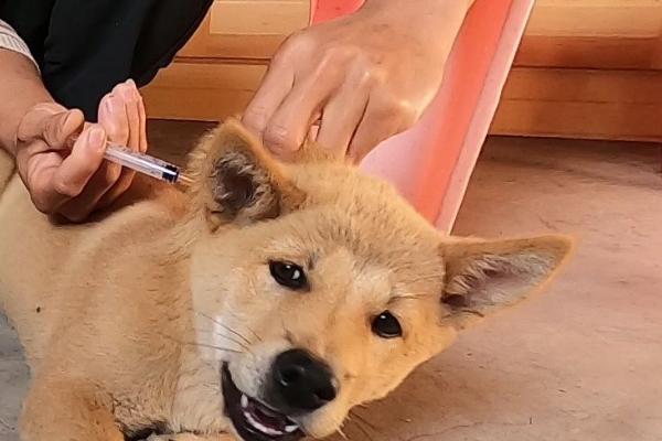 土狗要驱虫吗,既要体外驱虫又要体内驱虫