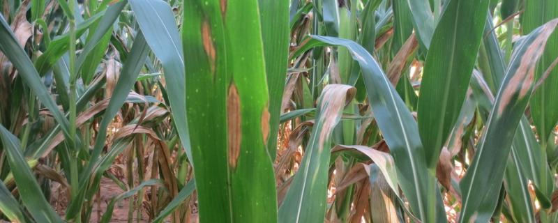 玉米大斑病防治方法