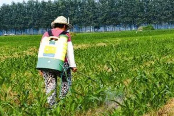 玉米大斑病防治方法，首先选择抗病能力强的玉米品种