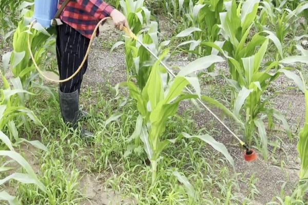 玉米大斑病防治方法，首先选择抗病能力强的玉米品种