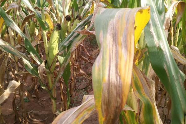 玉米大斑病防治方法，首先选择抗病能力强的玉米品种